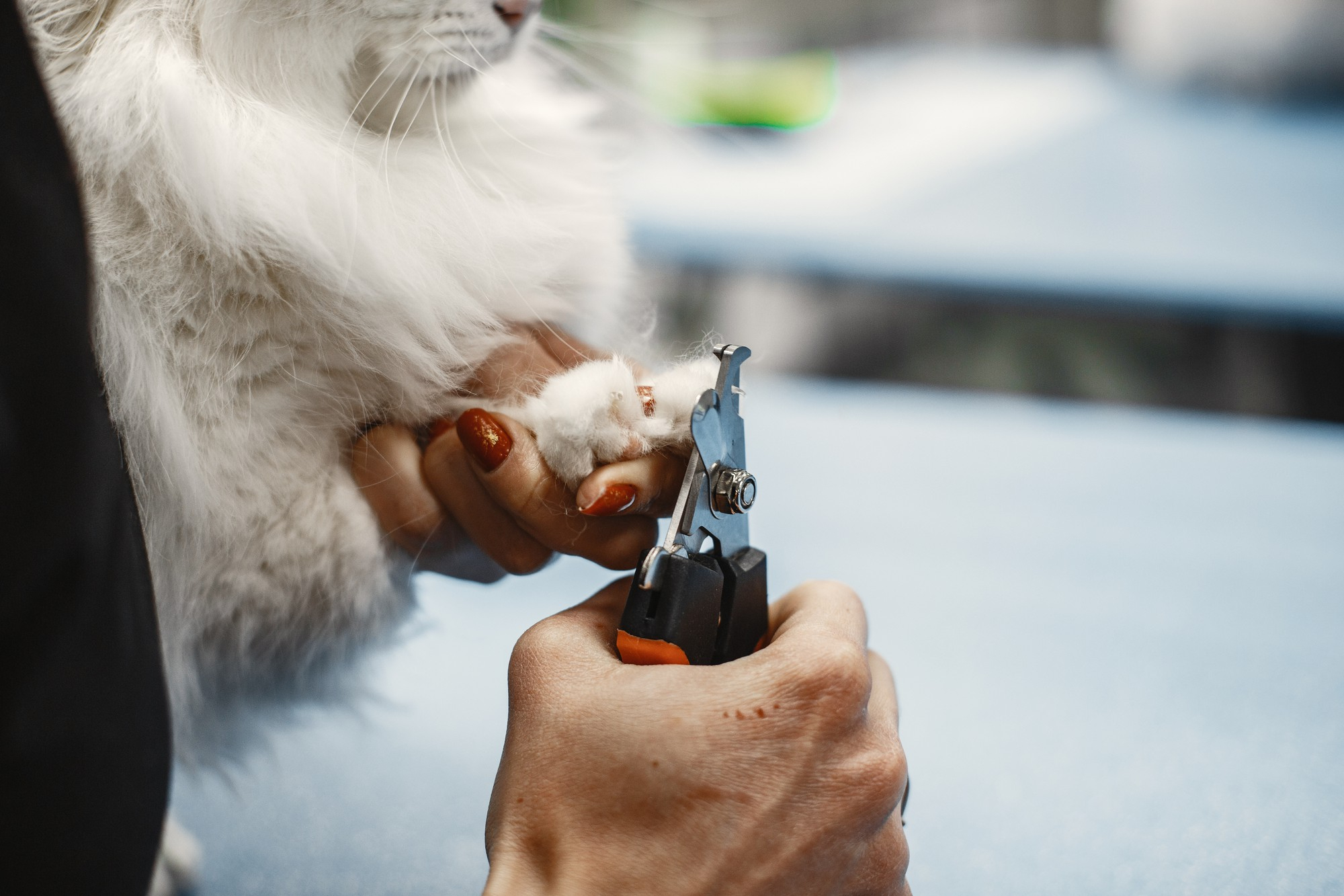 Pet Grooming